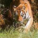 slides/IMG_4242.jpg wildlife, feline, big cat, cat, predator, fur, marking, bengal, tiger, indian WBCW15 - Bengal Tiger